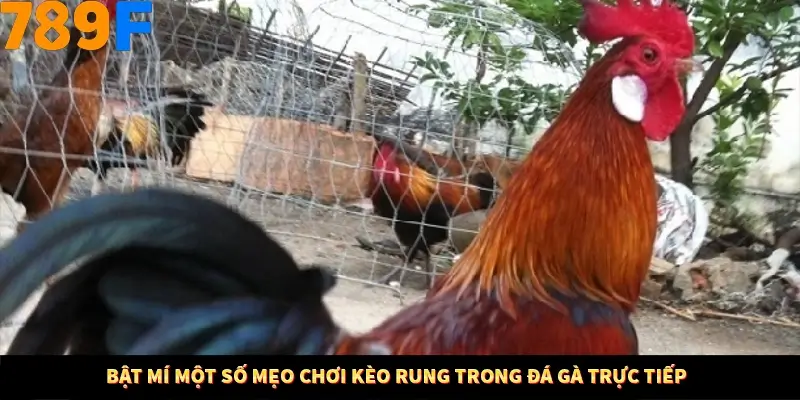 Bật mí một số mẹo chơi kèo rung trong đá gà trực tiếp