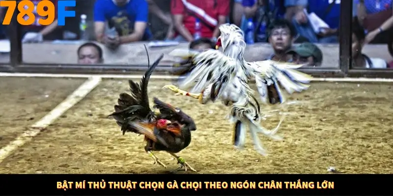 Bật mí thủ thuật chọn gà chọi theo ngón chân thắng lớn 