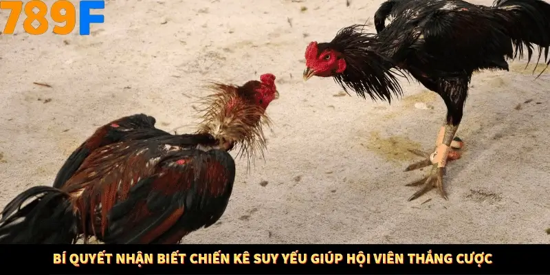 Bí quyết nhận biết chiến kê suy yếu giúp hội viên thắng cược