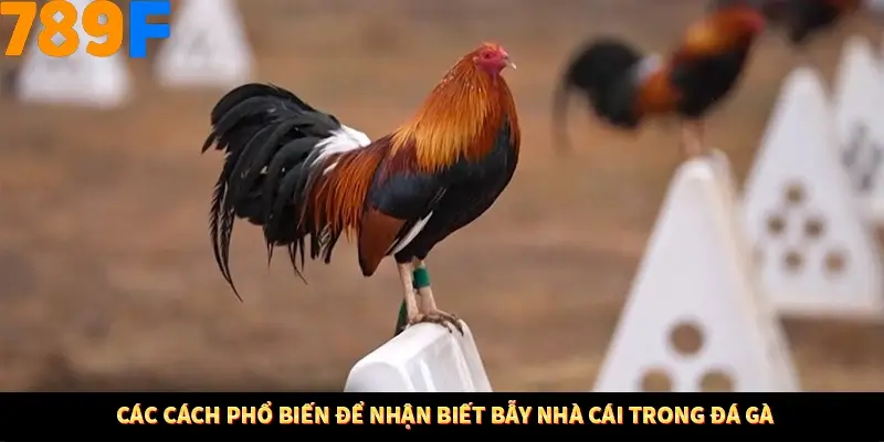 Các cách phổ biến để nhận biết bẫy nhà cái trong đá gà