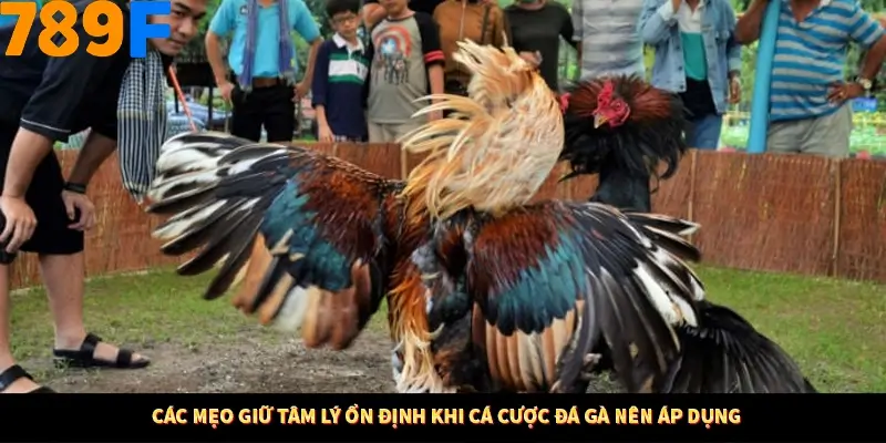 Các mẹo giữ tâm lý ổn định khi cá cược đá gà nên áp dụng