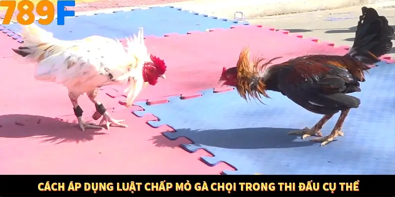 Cách áp dụng luật chấp mỏ gà chọi trong thi đấu cụ thể