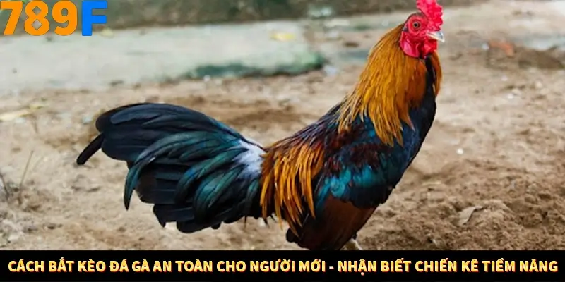 Cách bắt kèo đá gà an toàn cho người mới - Nhận biết chiến kê tiềm năng