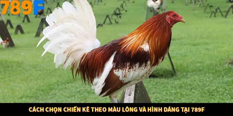 Cách chọn chiến kê theo màu lông và hình dáng tại 789F