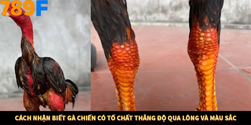 Cách nhận biết gà chiến có tố chất thắng độ qua lông và màu sắc