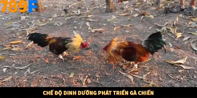 Chế độ dinh dưỡng phát triển gà chiến