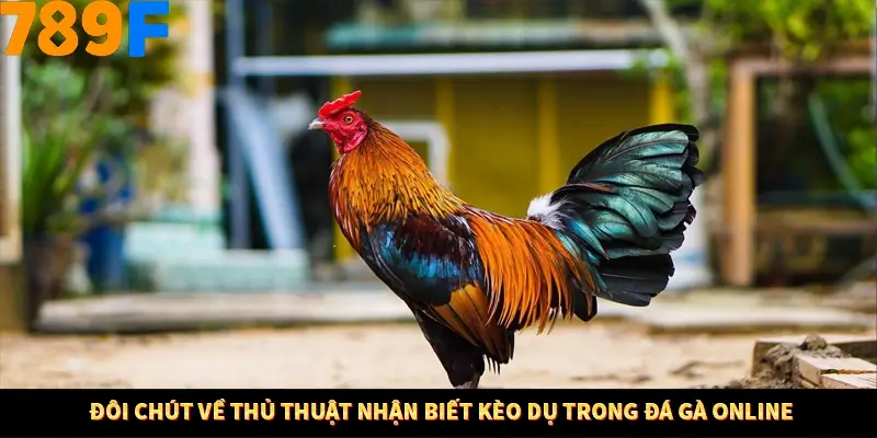 Đôi chút về thủ thuật nhận biết kèo dụ trong đá gà online