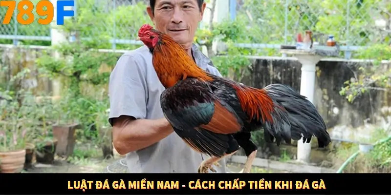 Luật đá gà miền Nam - Cách chấp tiền khi đá gà