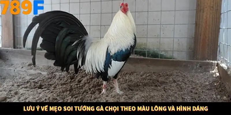 Lưu ý về mẹo soi tướng gà chọi theo màu lông và hình dáng