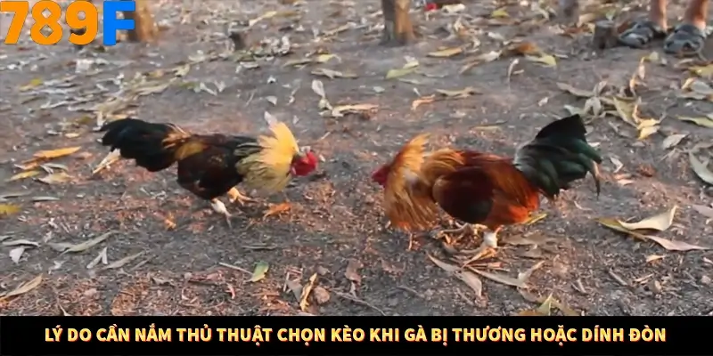 Lý do cần nắm thủ thuật chọn kèo khi gà bị thương hoặc dính đòn