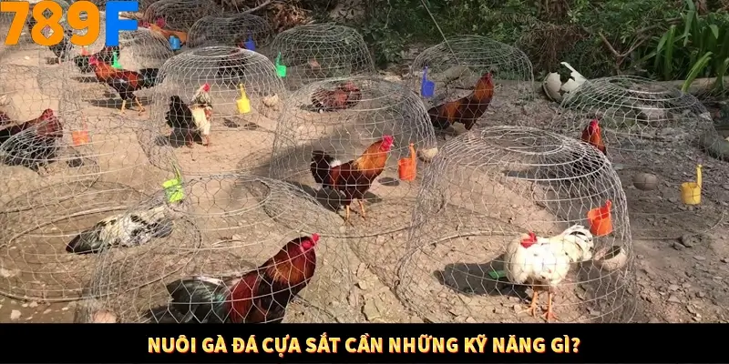 Nuôi gà đá cựa sắt cần những kỹ năng gì?