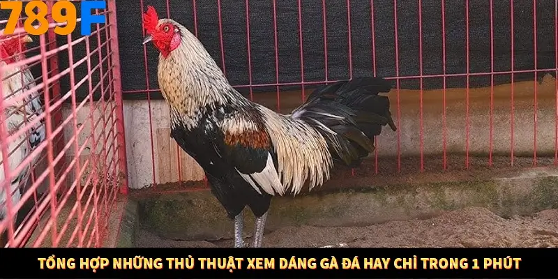 Tổng hợp những thủ thuật xem dáng gà đá hay chỉ trong 1 phút