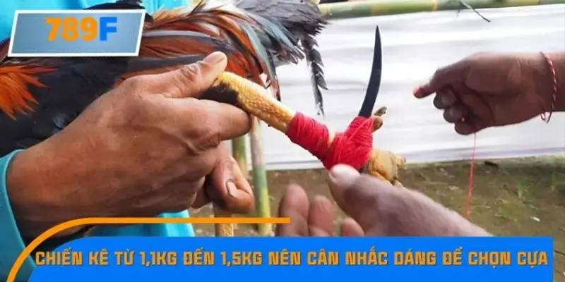 Chiến kê từ 1,1kg đến 1,5kg nên cân nhắc dáng gà để chọn cựa