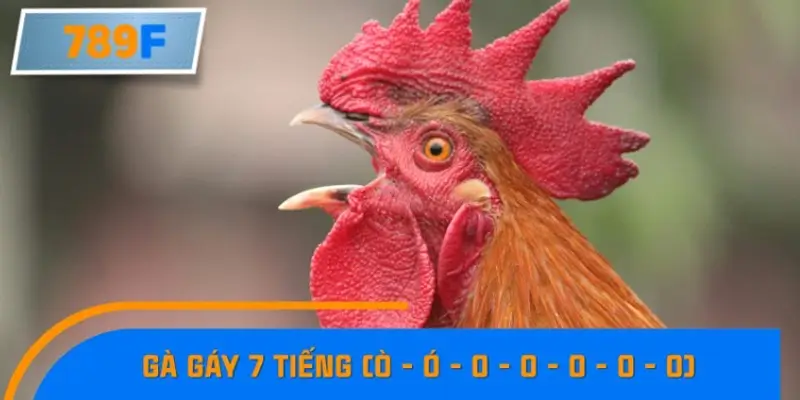 Gáy 7 tiếng (Ò - ó - o - o - o - o - o)