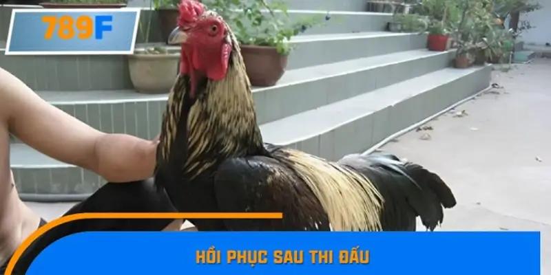 Hồi phục sau thi đấu