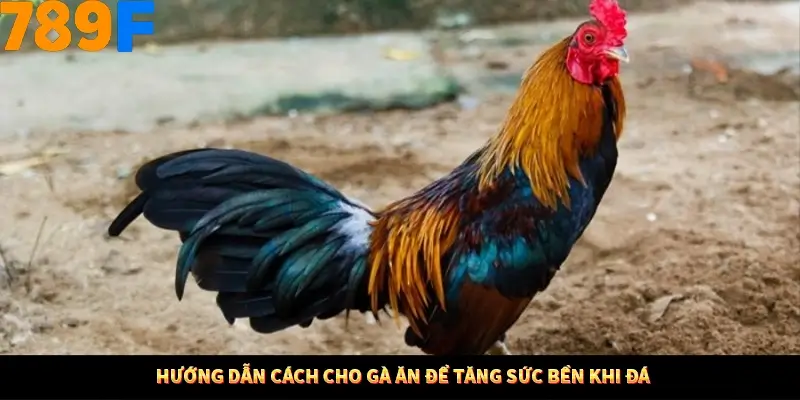 Hướng dẫn cách cho gà ăn để tăng sức bền khi đá