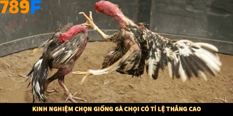 Kinh nghiệm chọn giống gà chọi có tỉ lệ thắng cao