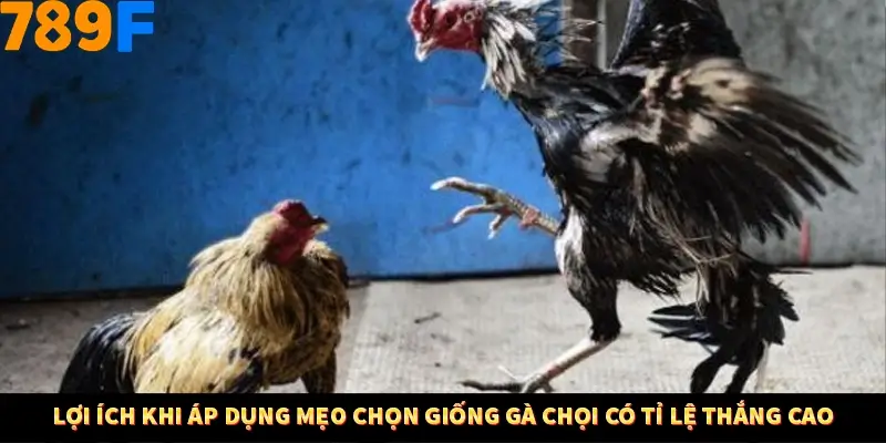 Lợi ích khi áp dụng mẹo chọn giống gà chọi có tỉ lệ thắng cao