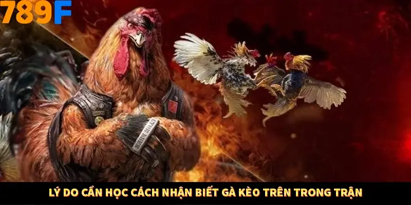 Lý do cần học cách nhận biết gà kèo trên trong trận