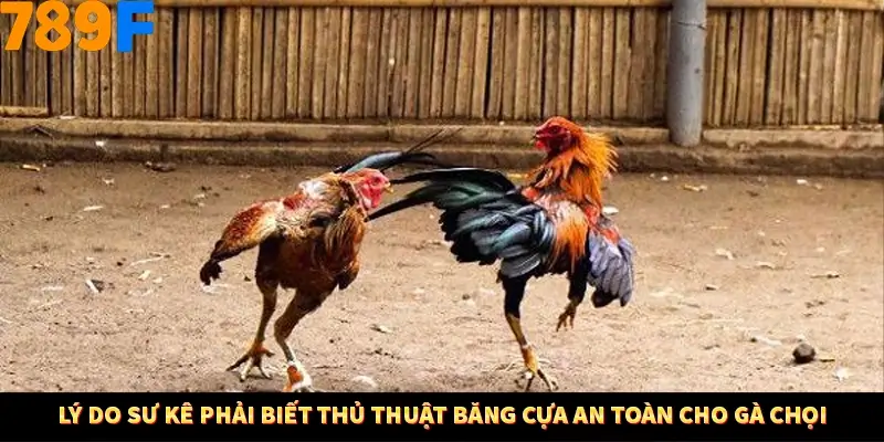 Lý do sư kê phải biết thủ thuật băng cựa an toàn cho gà chọi