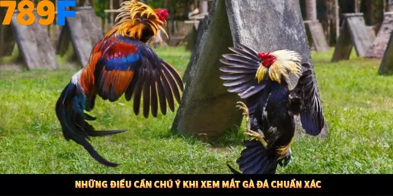 Những điều cần chú ý khi xem mắt gà đá chuẩn xác