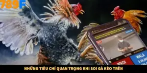 Những tiêu chí quan trọng khi soi gà kèo trên