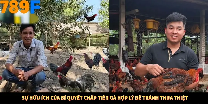 Sự hữu ích của bí quyết chấp tiền gà hợp lý để tránh thua thiệt