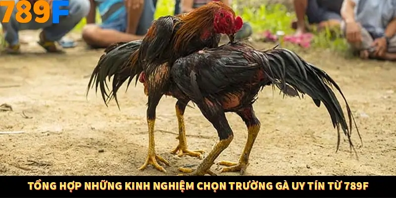 Tổng hợp những kinh nghiệm chọn trường gà uy tín từ 789F