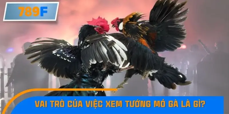 Vai trò của việc xem tướng mỏ gà khi chọn chiến kê
